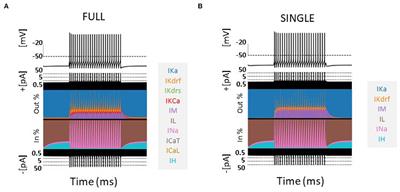 Reduced oriens-lacunosum/moleculare cell model identifies biophysical current balances for in vivo theta frequency spiking resonance